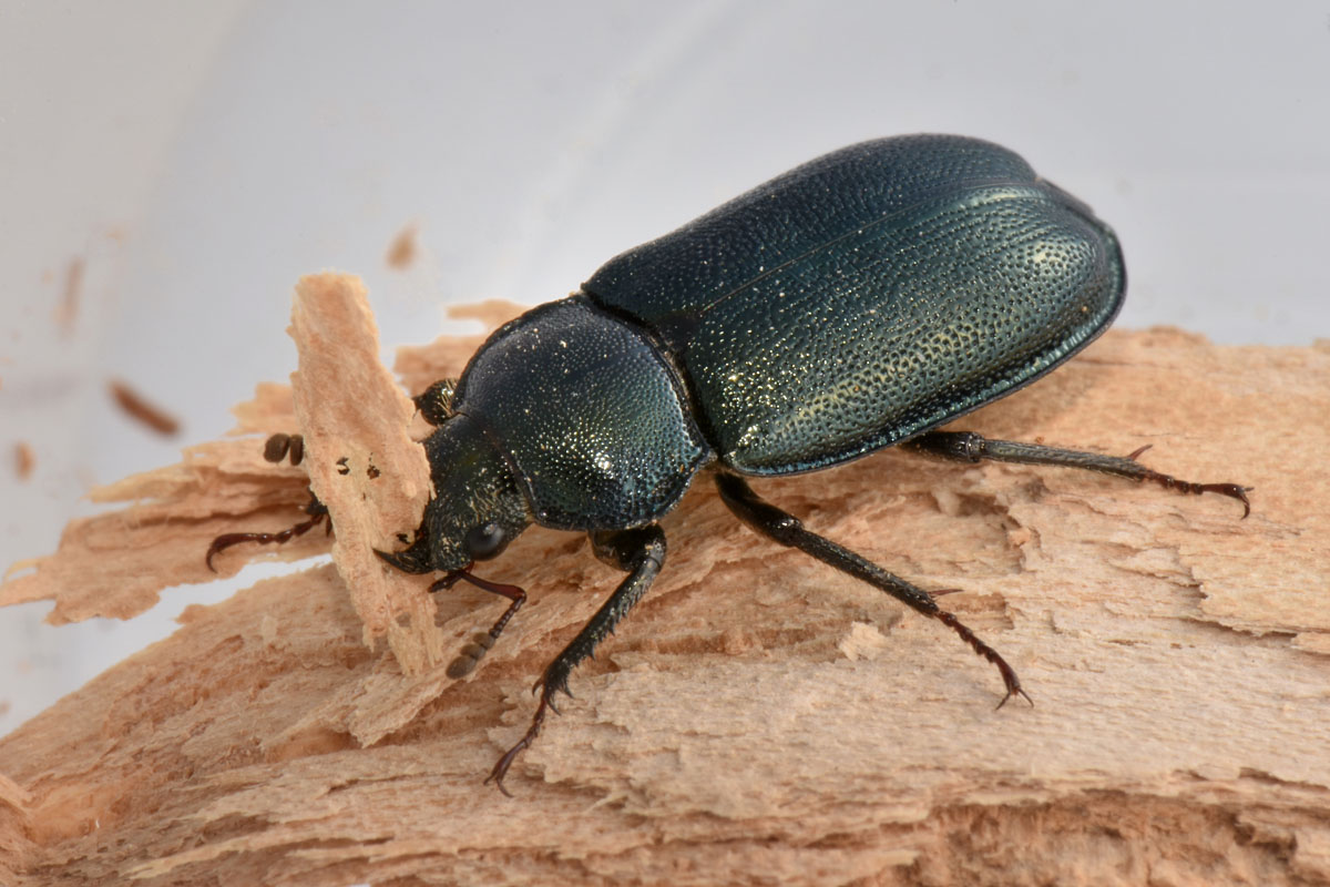Lucanidae: Platycerus caraboides, femmina
